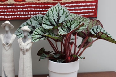 Begonia Rex Variety Thumbnail 20.jpg